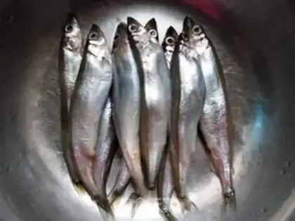 Make The cosmopolitan fish step 0