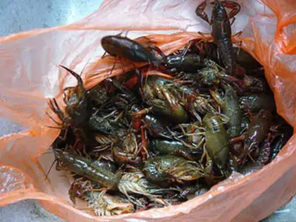Make Spicy lobster step 0