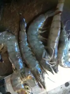 Make Garlic shrimp step 0