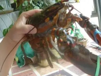 Make Boiled lobster step 1