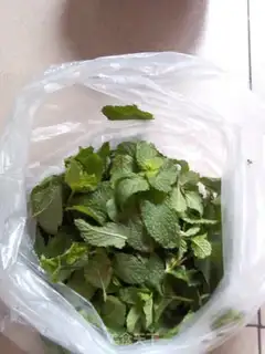 Make Lemon mint tea step 0