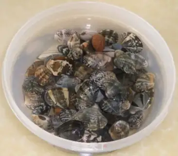 Make Onion spicy clams step 0