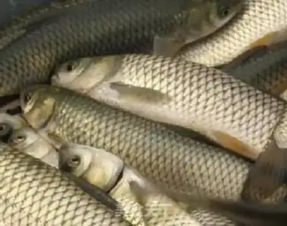 Make Fish step 0