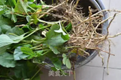 Make Fish and grass for liver step 0