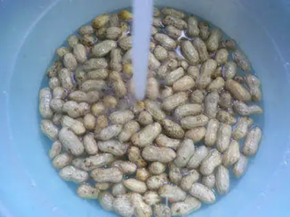 Make Plum peanuts step 1