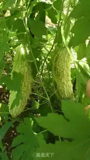 Make The bitter melon comes back to the pot step 23