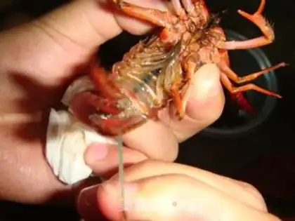 Make Vacuate the lobster step 1