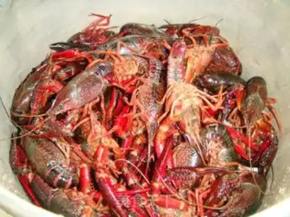 Make Vacuate the lobster step 3