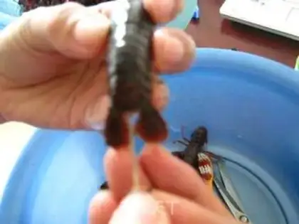 Make Spicy lobster step 7