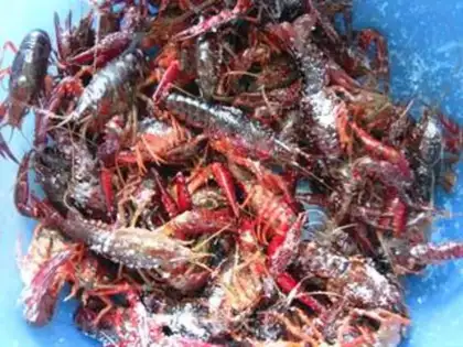 Make Spicy lobster step 2