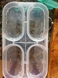 Make Mango Simi Lobo step 8