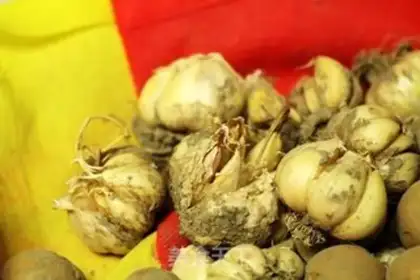 Make Garlic bones step 1