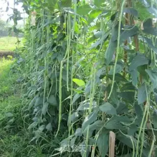 Make Pickle bean horns step 0