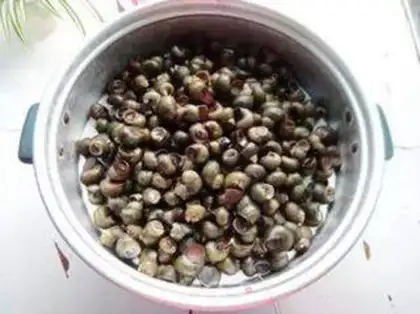 Make The snail step 1