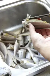 Make Snack, yellow fish step 2