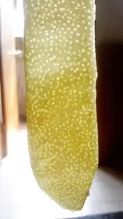 Make A tea with honey bee step 1