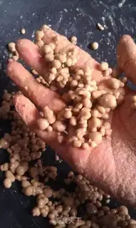 Make Pearl milk tea step 4