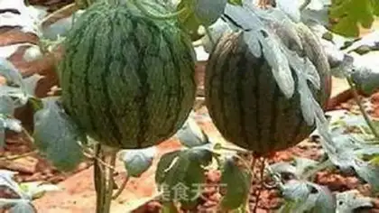 Make Red melon step 0