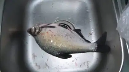 Make Fried mackerel step 0