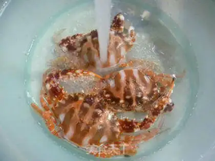 Make Vacuated crabs step 5