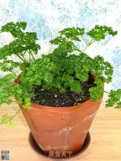 Make Homemade celery step 0