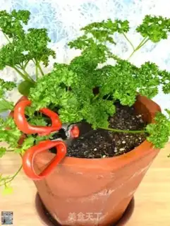 Make Homemade celery step 1
