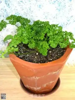 Make Homemade celery step 2