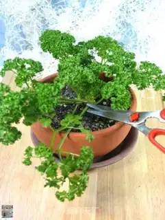 Make Homemade celery step 5