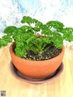 Make Homemade celery step 6