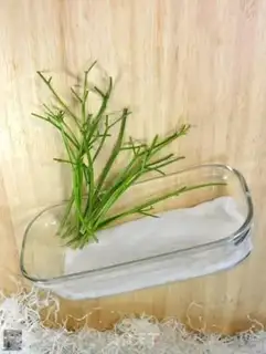 Make Homemade celery step 51