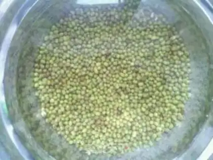 Make Auto green bean sprouts step 0