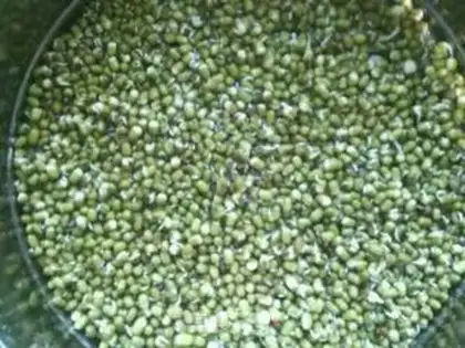 Make Auto green bean sprouts step 1