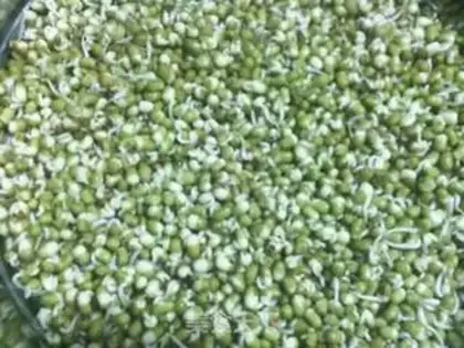 Make Auto green bean sprouts step 2