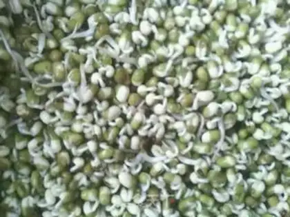 Make Auto green bean sprouts step 3