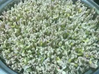 Make Auto green bean sprouts step 5