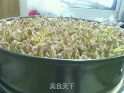 Make Auto green bean sprouts step 6