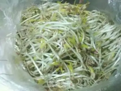 Make Auto green bean sprouts step 7