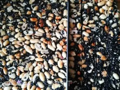 Make Sweet sweet sesame peanut sugar step 9