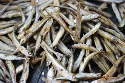 Make Homemade firefish step 3