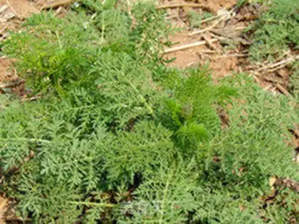 Make Wild-weed wheat-eat buns step 0