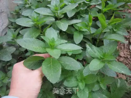 Make Fried mint step 0