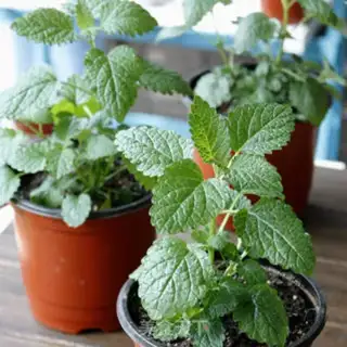 Make Mint chicken step 7
