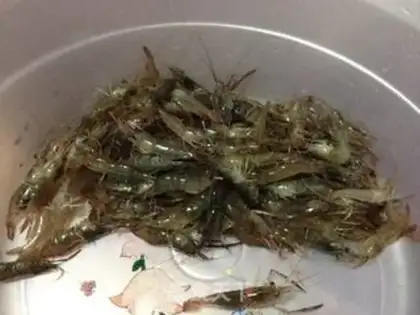 Make Fried shrimp step 1