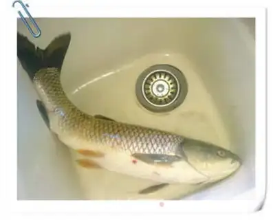 Make Sourfish step 0
