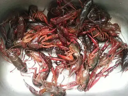 Make Shrimp step 0