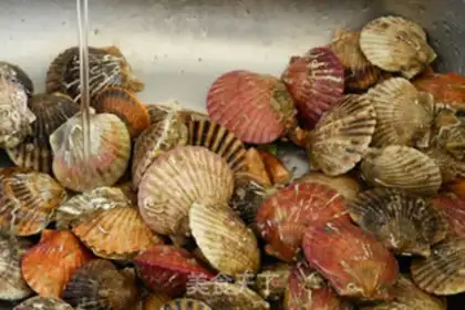 Make The original scallops step 0