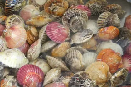 Make The original scallops step 1