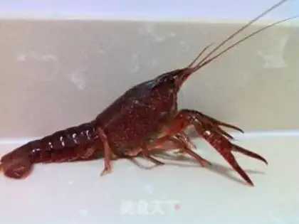 Make Spicy lobster step 0