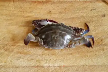 Make White crab hanging step 0