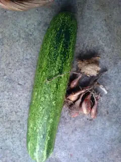 Make Onion cucumbers step 0